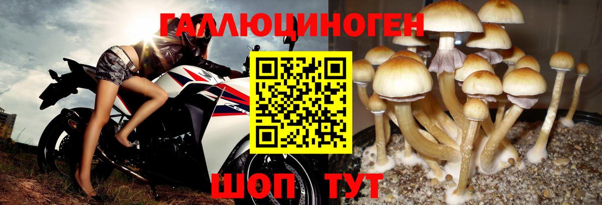 Галлюциногенные грибы Psilocybine cubensis  Вход с VPN  Псилоцибиновые грибы прущие грибы  Гагарин 